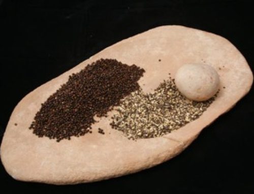 Traditional uses of Wattleseed