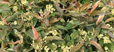 BushBBQ Lemon Myrtle