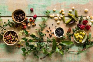 Bush BBQ's range of wild herbs, spices, fruits and berries