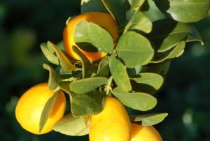 Finished Jam, it's delicious, but still hot so I can't do any fancy images