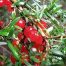 Berries