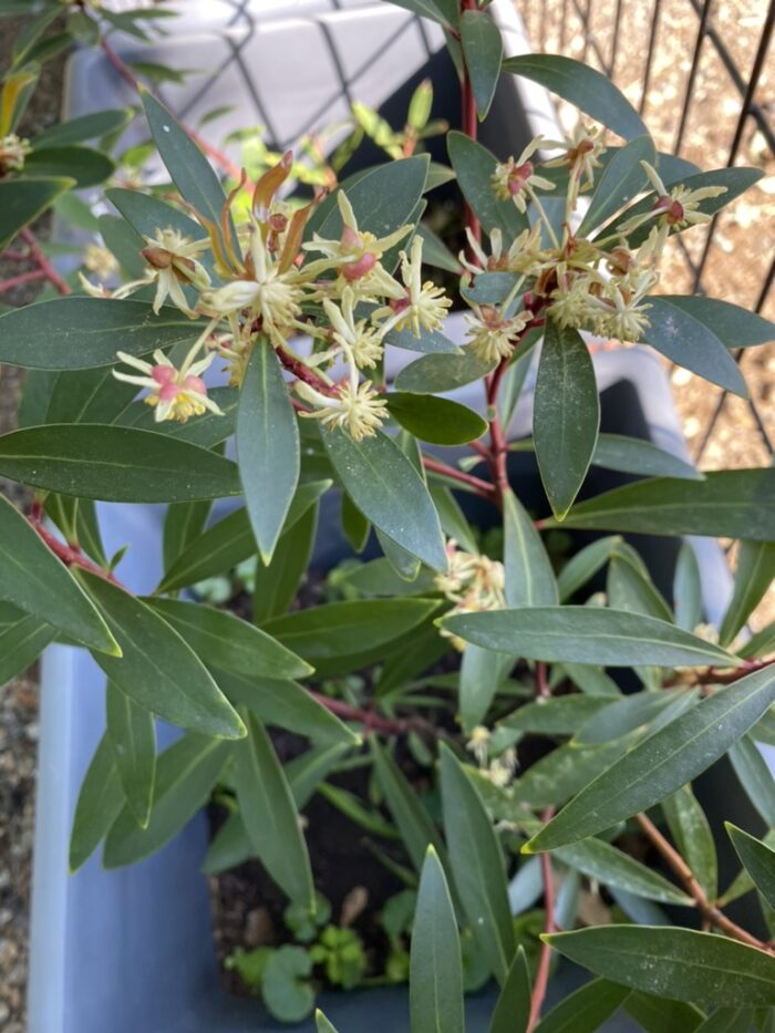 Australian native pepperleaf - Image 5