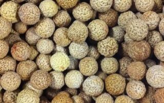 Quandong stones (seeds) of the quandong fruit, great for craft work