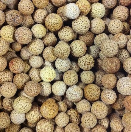 Quandong stones (seeds) of the quandong fruit, great for craft work