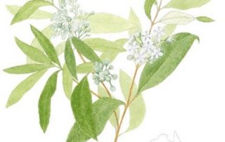 Lemon Myrtle