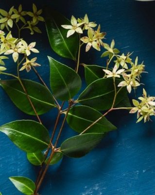 Lemon Myrtle dried