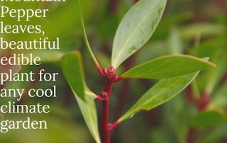 Australian Pepperleaves, very popular in cooking, a beautiful shrub.