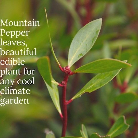 Australian Pepperleaves, very popular in cooking, a beautiful shrub.