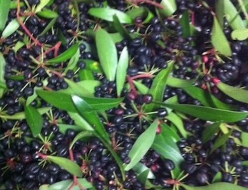 Australian Native Pepperberries