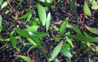 Pepperberries a hot chilli berry from Tasmania