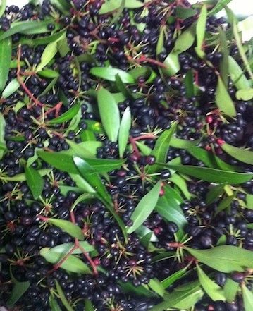 Pepperberries a hot chilli berry from Tasmania