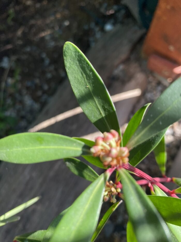 Both leaves and berries of the Native Pepper bush are used in cooking. Here are the flowers and some very small peppers, just grwoing