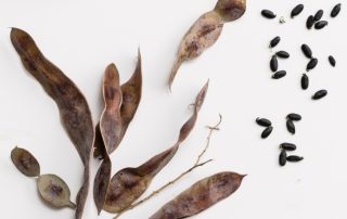 Wattleseed adds a unique and beautiful flavour to Chai tea. A unique Australian native spice.