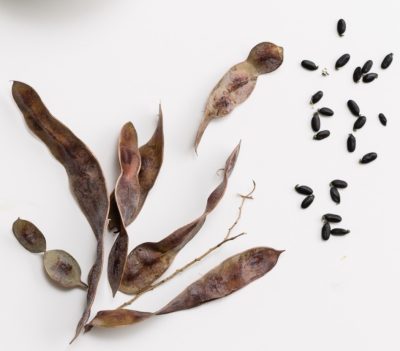 Wattleseed adds a unique and beautiful flavour to Chai tea. A unique Australian native spice.