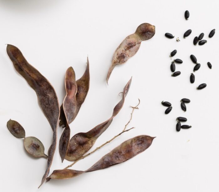 Wattleseed adds a unique and beautiful flavour to Chai tea. A unique Australian native spice.