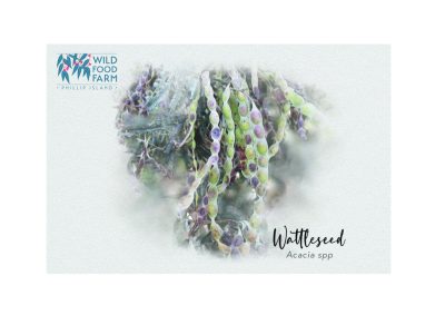 Wattleseed and Australian superfood