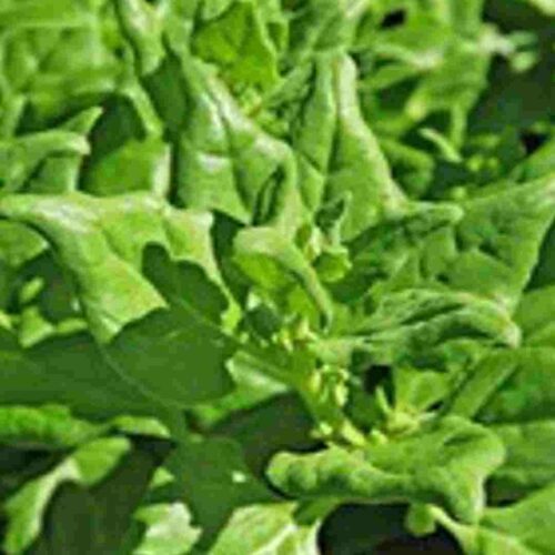 Seeds - Warrigal Greens