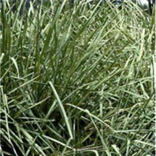 Native plant