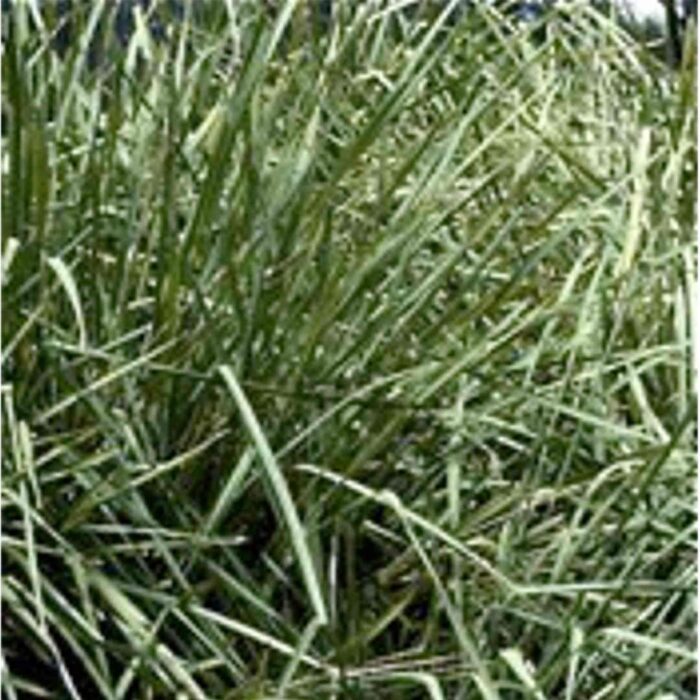Native plant