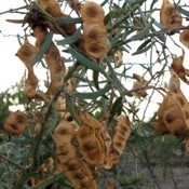 Seeds - Wattleseed