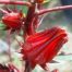 Native flowers