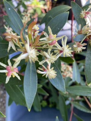 Australian pepperleaf in flower, ready to get some berries