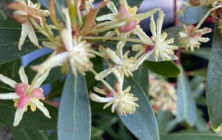 Australian pepperleaf in flower, ready to get some berries