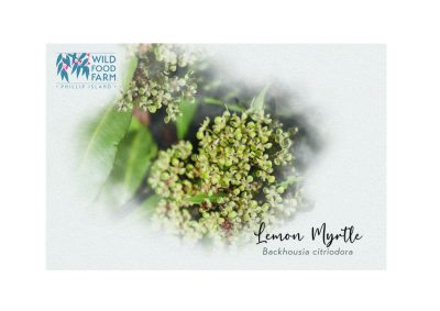 Lemon myrtle, everyones favourite herb