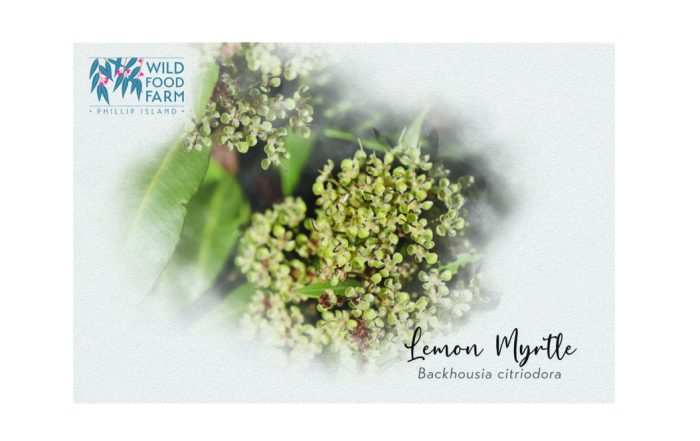 Lemon myrtle, everyones favourite herb