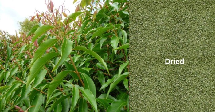Aniseed Myrtle or Anise Myrtle is an Australian native edible bush herb. Its famous for its aromatic aniseed flavour and aroma