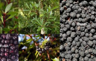 Pepperberries are an Australian native pepper. Popular for culinary use and a great, hot substitute, for normal black peppercorns.