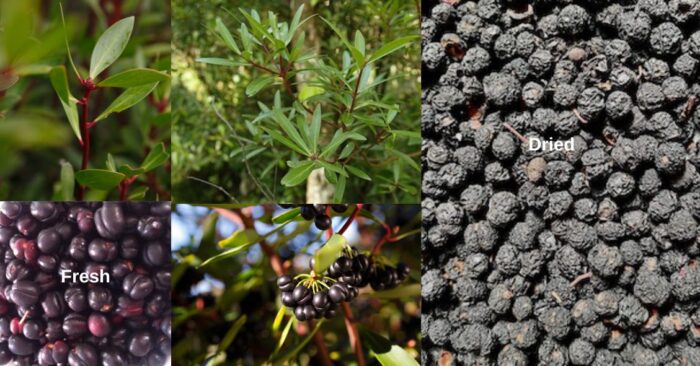 Pepperberries are an Australian native pepper. Popular for culinary use and a great, hot substitute, for normal black peppercorns.