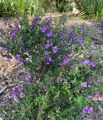 Wild Thyme bush, a beautiful plant for the garden and the bonus is that its leaves can be used anywhere that requires an aromatic flavour.