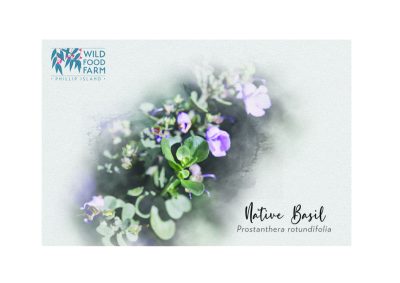 native basil