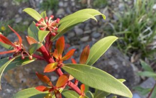 The little Pepperberries are just starting to come thru