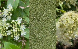 Lemon myrtle is a robust Australian native edible herb