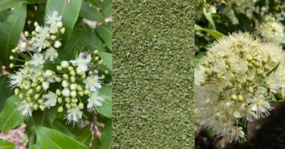 Lemon myrtle is a robust Australian native edible herb