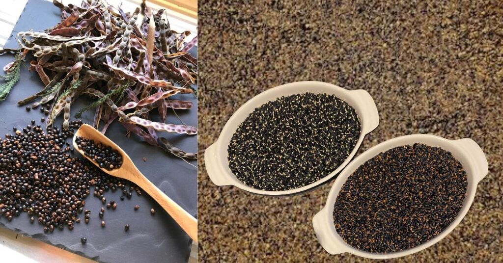 Wattleseed from left to right, wattleseed pods, wattleseeds after removing from post, pre roast, top, after roast, bottom and milled ready for culinary use in the background