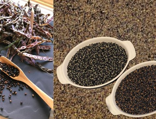 Why is Wattleseed a superfood?