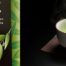 Australian grown green tea, Sencha. Now available in sustainable tea bags. Australian grown in Victoria