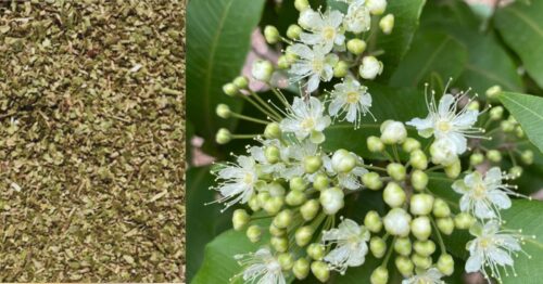Australian Lemon myrtle known for it's lemon/lime fragrance and flavour. Used a lot in cooking, teas and cocktails.