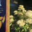 Lemon myrtle and orange with black tea, a tantalizing combo to enjoy hot or chilled