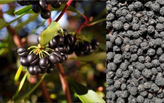 Australian native pepper. Pepperberries are dried for culinary use, perfect to be added to your pepper grinder
