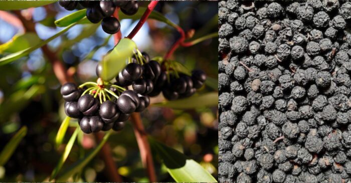 Australian native pepper. Pepperberries are dried for culinary use, perfect to be added to your pepper grinder