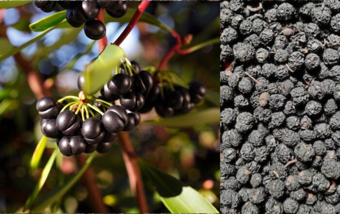 Australian native pepper. Pepperberries are dried for culinary use, perfect to be added to your pepper grinder