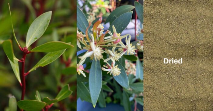 Australian Pepperleaf, a bush herb that can replace your regular pepper