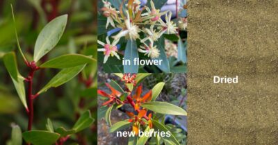 Australian Pepperleaf, an wonderful aromatic milled pepper that can replace your normal pepper