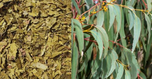 The leaves of the Peppermint Gum can be used both fresh and dried. Very strong flavour and aroma