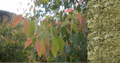 The dried leaves of the Strawberry Gum have a berry, eucalypt flavour and aroma. Can be used as fresh leaf or dried