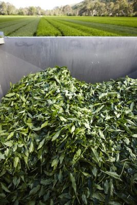 tea
